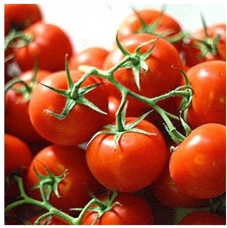Tomato - Ailsa Craig