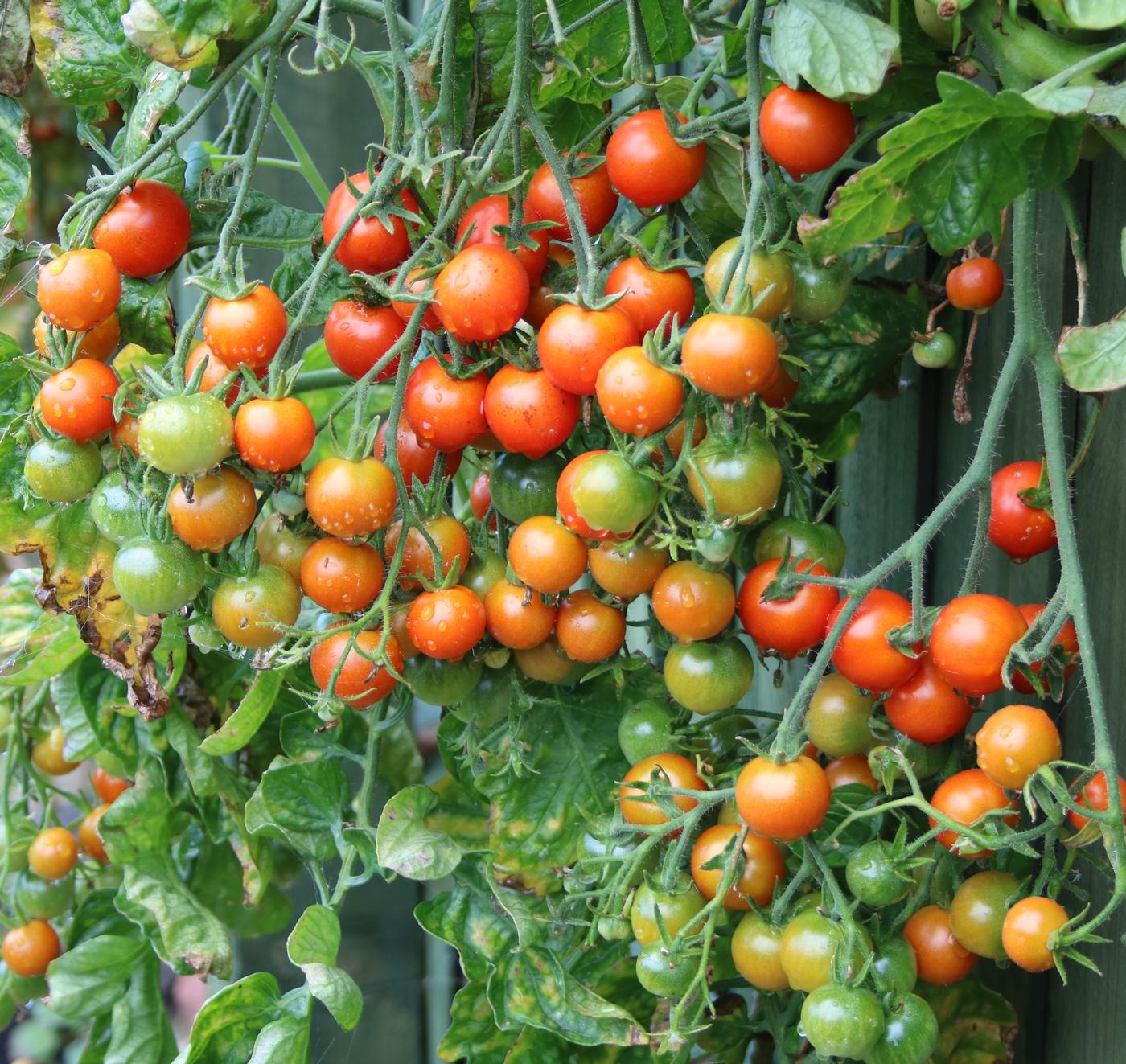 Cherry tomato Gardeners Delight