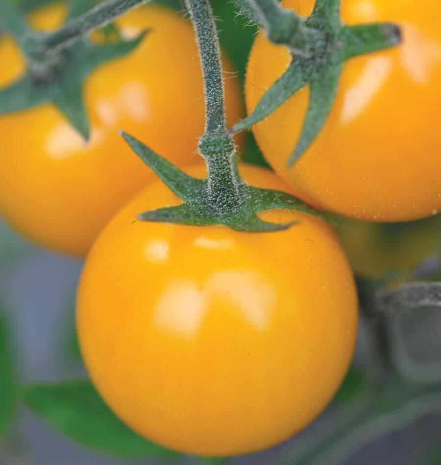 Cherry Tomato - Golden Crown
