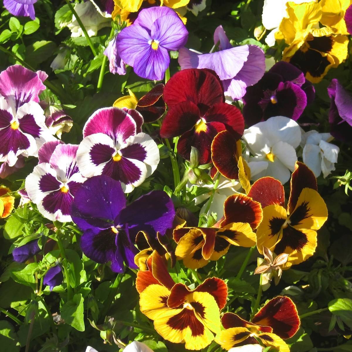 Pansy - Swiss Giant -mixed